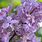 Wild Lilac Bush
