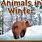 Winter Animal Books