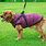 Winter Coats for Dogs with Harness