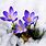 Winter Flowers Screensavers