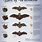 Wisconsin Bats Species