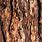 Wood Bark Background