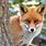 Woodland Animal Fox