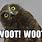 Woot Owl