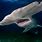World's Largest Hammerhead Shark