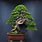 World's Oldest Bonsai Tree