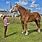 World's Tallest Living Horse