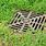 Yard Drain Grate