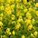 Yellow Corydalis Plant