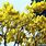 Yellow Crepe Myrtle Trees