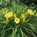 Yellow Daylily Plant