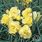 Yellow Dianthus Perennials