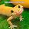 Yellow Gecko Meme