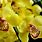 Yellow Orchid