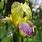 Yellow Purple Iris