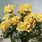 Yellow Silk Roses