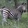 Zebra Jpg