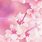 iPhone 15 Pink Wallpaper