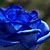 Flore Image Blue