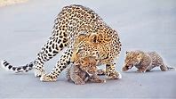 Leopard: Cute Cubs