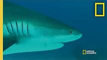Great White Shark: Senses