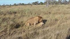 Lions Mating at Pom Pom Camp - Couple B - 1 - Okavango Delta - Botswana