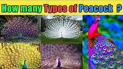How many types of Peacocks? #peacock #wildanimals #beautifulcreatures #101