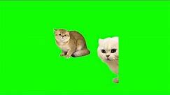 Green Screen Cat Fight Meme