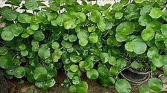 Pennywort/Dollar Plant- Grow in Soil & Water by cuttings now