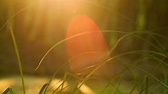 Screensaver on the nature, green grass, sunlight