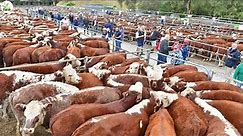 Biggest Cow Farm in Australia - Most Modern Farming Model - Best Quality Meat | Australia Farming