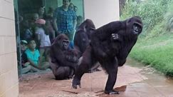Raw video: Gorillas in a South Carolina zoo take shelter from the rain