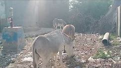A female donkey A male donkey with her baby||donkeysanctuary