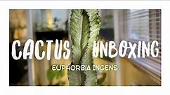 EUPHORBIA INGENS VARIEGATA - Cactus Unboxing 2020