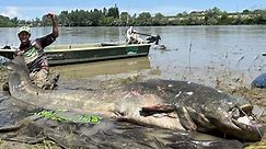 Gigantic, 9.4-foot-long catfish is the largest ever caught