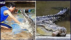 10 Scariest Crocodile Attacks Caught On Camera