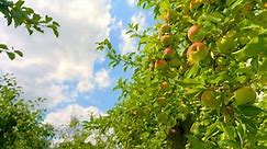 Apple Trees Orchard 4k Stock Footage Video (100% Royalty-free) 1084100389 | Shutterstock
