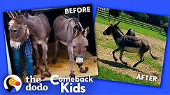 Donkey With Overgrown Hooves Runs Free For The First Time | The Dodo Comeback Kids