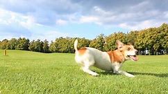 Pretty funny dog .Jack Russell Terrier jumping dancing with impatience on the grass, running and brings a toy blue disc frisbee. Sunny day for walking