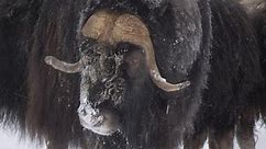 Gentle giant Musk Ox with a snow-spattered snout among the herd - Portrait Medium close up shot