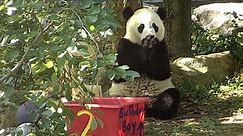 Watch Adorable Pandas from Around the World Celebrate Their Birthdays