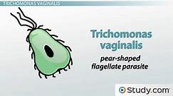 Trichomoniasis: Causes, Symptoms & Treatment