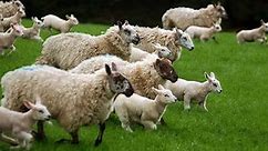Rustlers go on sheep theft spree and will probably get away with it