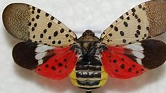 Lanternfly warning: If you see this beautiful spotted insect flying across the U.S., officials want you to kill it