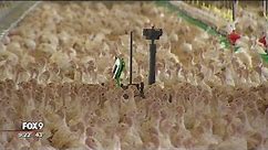 Poultry Patrol: Robot at family turkey farm keeps an eye on the flock