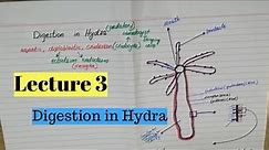 Digestion in hydra | Digestion in hydra class 11