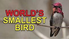 Meet The SMALLEST BIRD In The World: Cuba's Bee Hummingbird