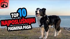 🐕 Najposlušniji Psi - TOP 10 Najposlušnijih Pasmina Pasa Na Svijetu!