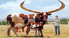 Guinness 🌟 World Record Longest Horns Texas Longhorns Cow Full Documentary Video