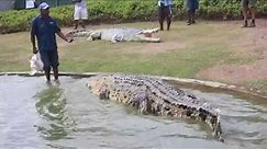 big crocodile Papua New Guinea